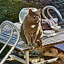 cat, gray_cat, table, outdoor, sunlight, bowls, glass_fishbowl, wooden_table, garden_tools, plants, greenery, roof_tiles, furniture, pet, animal, sitting, daylight, nature, domestic_cat, relaxed