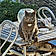 Monsieur Minou