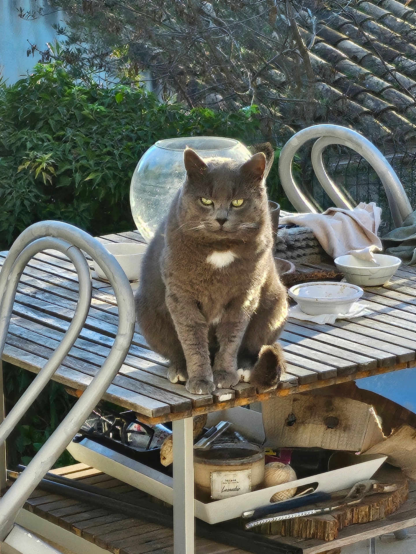 Monsieur Minou a rejoint le concours — aidez-le/la à gagner de superbes lots ! cat, gray_cat, outdoor, table, wooden_table, bowls, glass_fishbowl, greenery, plants, roof, tiles, daylight, sunlight, furniture, pet, animal, sitting, looking, intense_gaze, household_items