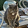 Monsieur Minou participe au concours pour gagner de l'argent avec cette photo : cat, grey_cat, animal, pet, outdoor, wooden_table, bowl, chair, sunlight, garden, fur, whiskers, tail, sitting, resting, nature, daylight, closeup, domestic_cat, table