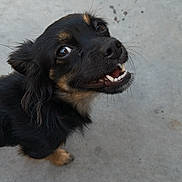 Sassy is registered to the contest to win money with this photo: animal, black_fur, canine, close_up, concrete, cute, dog, expression, friendly, fur, looking_up, mammal, outdoor, pet, portrait, small_dog, smiling, tan_fur, teeth, whiskers