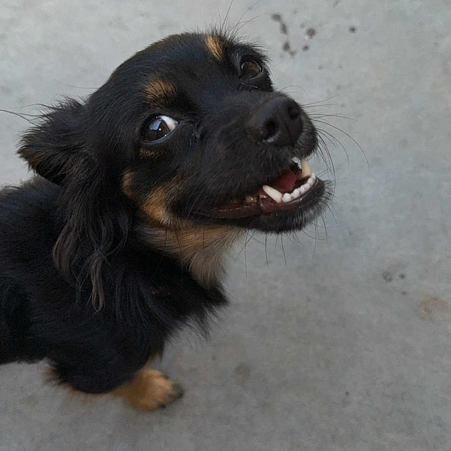 Sassy is registered to the contest to win money with this photo: animal, black_fur, canine, close_up, concrete, cute, dog, expression, friendly, fur, looking_up, mammal, outdoor, pet, portrait, small_dog, smiling, tan_fur, teeth, whiskers