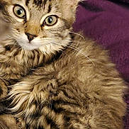 Cariad joined the competition — help win amazing prizes! cat, kitten, tabby, fur, fluffy, animal, pet, closeup, face, ears, whiskers, eyes, cute, cozy, blanket, purple, indoor, resting, young, feline