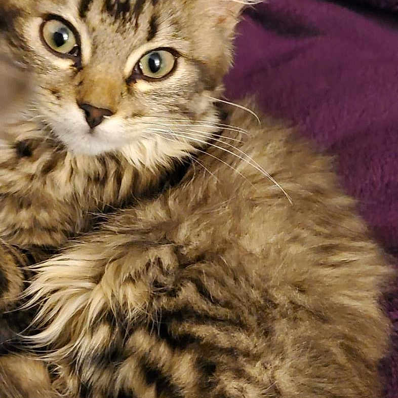 Cariad joined the competition — help win amazing prizes! animal, blanket, cat, closeup, cozy, cute, ears, eyes, face, feline, fluffy, fur, indoor, kitten, pet, purple, resting, tabby, whiskers, young