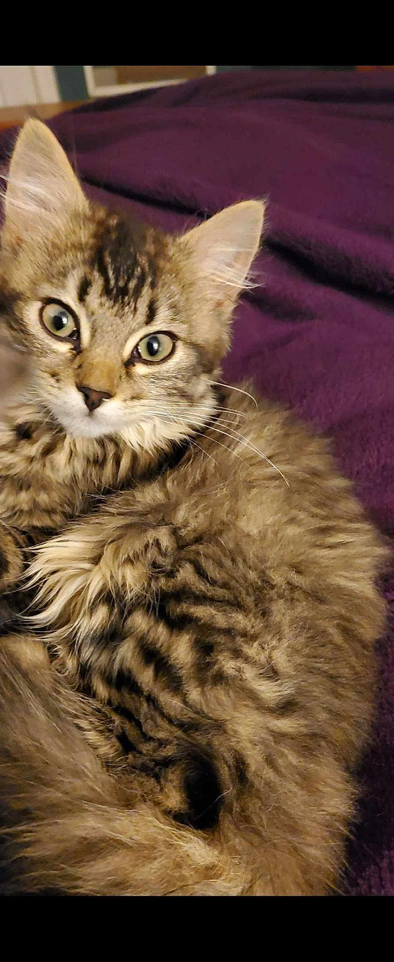 Cariad joined the competition — help win amazing prizes! cat, kitten, tabby, fur, fluffy, animal, pet, closeup, face, ears, whiskers, eyes, cute, cozy, blanket, purple, indoor, resting, young, feline