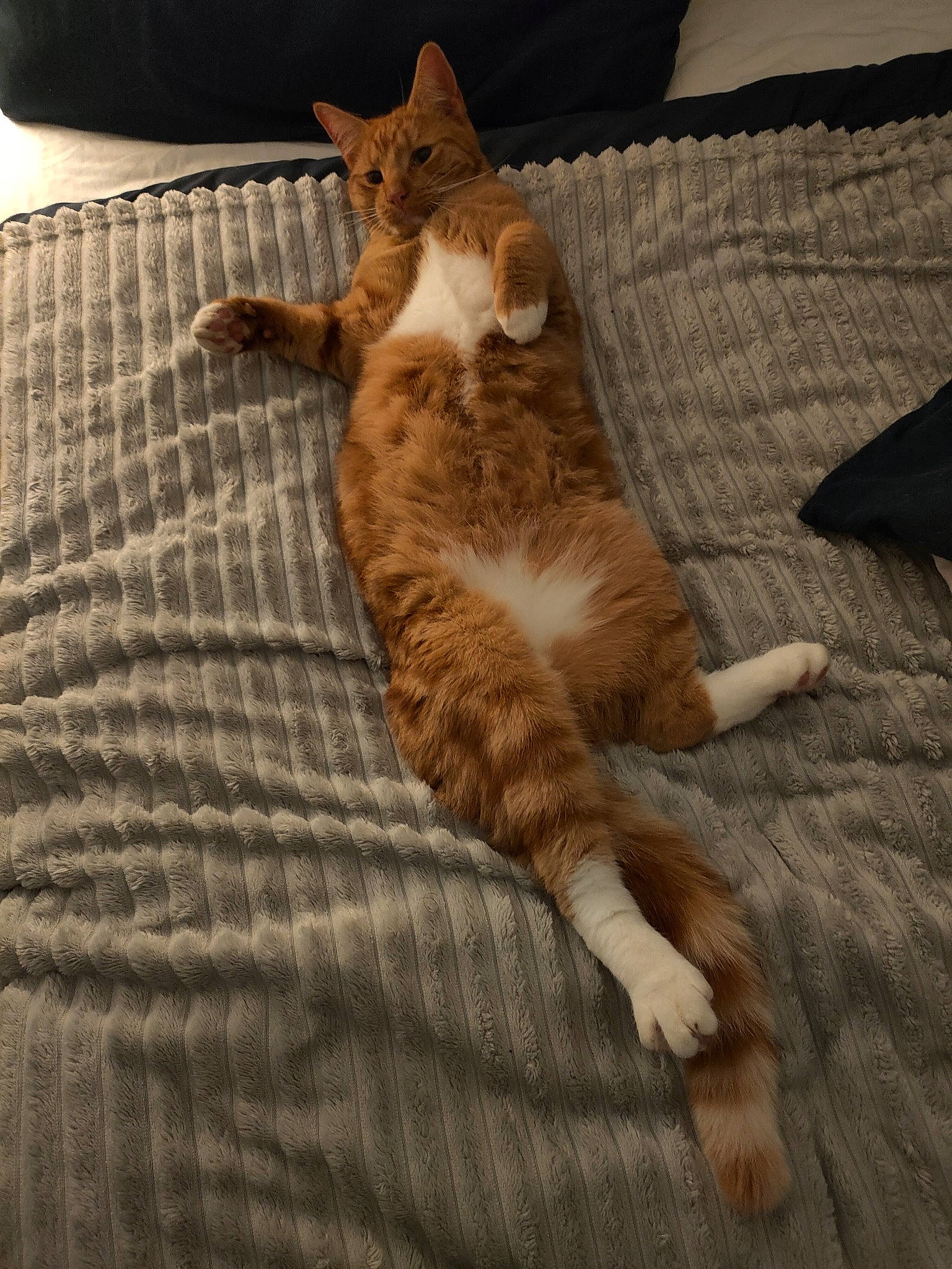 Louis joined the competition — help win amazing prizes! bedding, carnivore, cat, comfort, couch, domestic_short_haired_cat, fawn, felidae, flooring, fur, hardwood, linens, paw, small_to_medium_sized_cats, snout, tail, terrestrial_animal, tree, whiskers, wood