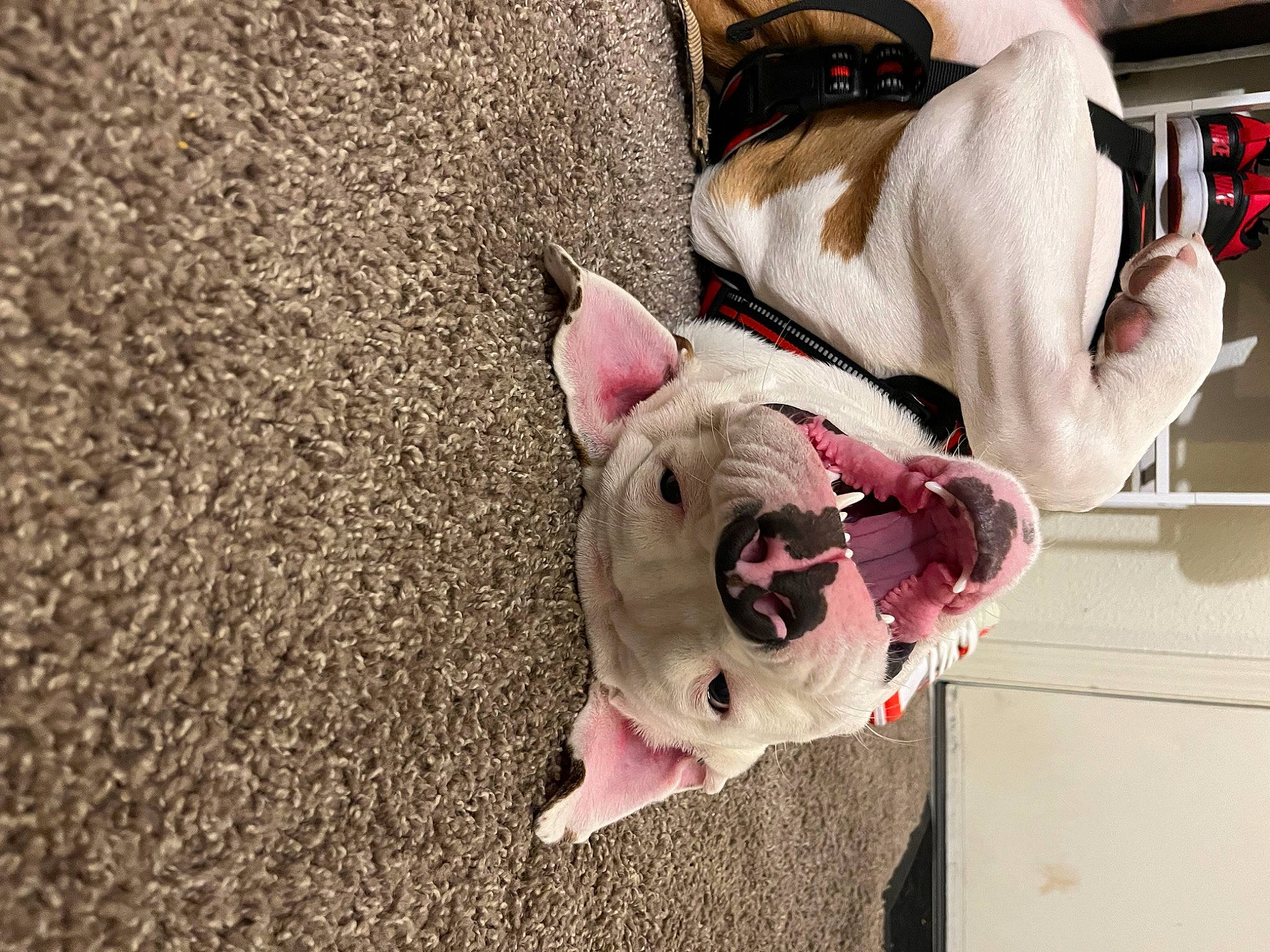 Rocky joined the competition — help win amazing prizes! bull_terrier, canidae, carnivore, collar, companion_dog, dog, dog_breed, dog_collar, dog_supply, ear, fawn, fur, mammal, non_sporting_group, pet_supply, snout, sporting_group, tail, whiskers, working_animal