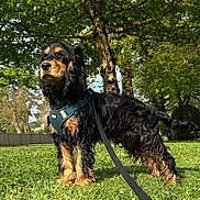 Albert participe au concours pour gagner de l'argent avec cette photo : dog, leash, grass, tree, outdoor, nature, pet, canine, greenery, sunlight, park, animal, fur, standing, daytime, mammal, leaf, summer, collar, walking