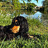 Albert a rejoint le concours — aidez-le/la à gagner de superbes lots ! dog, grass, lake, tree, flower, nature, sunlight, outdoor, canine, water, blue_sky, greenery, summer, peaceful, relaxing, animal, leaves, wildflowers, daytime, scenic