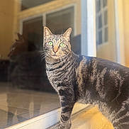 Monte joined the competition — help win amazing prizes! cat, tabby, green_eyes, reflection, glass_door, indoor, sunlight, fur_pattern, alert, standing, close_up, pet, animal, whiskers, window, home, curious, portrait, domestic_cat, feline