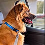 Monte is registered to the contest to win money with this photo: dog, golden_brown, collar, blue_collar, car_interior, window, seat, leash, pet, canine, side_view, tongue_out, happy, domestic_animal, fur, muzzle, ears, daylight, travel, animal