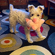 Winston is registered to the contest to win money with this photo: animal, brick_wall, chair, colorful_rug, cute, dog, floor, furniture, home, indoor, living_room, pet, pink_toy, playful, rug, small_dog, stuffed_toy, toy_in_mouth, white_dog, wooden_table