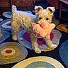 animal, brick_wall, chair, colorful_rug, cute, dog, floor, furniture, home, indoor, living_room, pet, pink_toy, playful, rug, small_dog, stuffed_toy, toy_in_mouth, white_dog, wooden_table