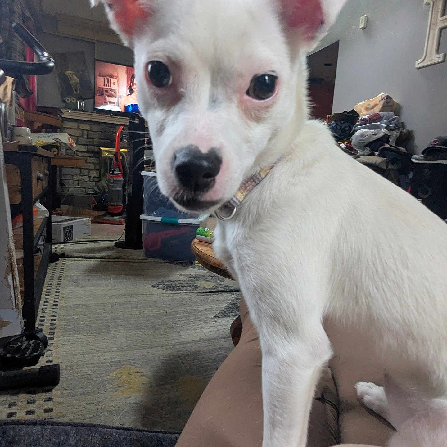 London is registered to the contest to win money with this photo: carpet, closeup, clutter, collar, curious, dog, ear, furniture, home, household_items, indoor, lap, living_room, nose, person, pet, table, television, vacuum_cleaner, white_dog