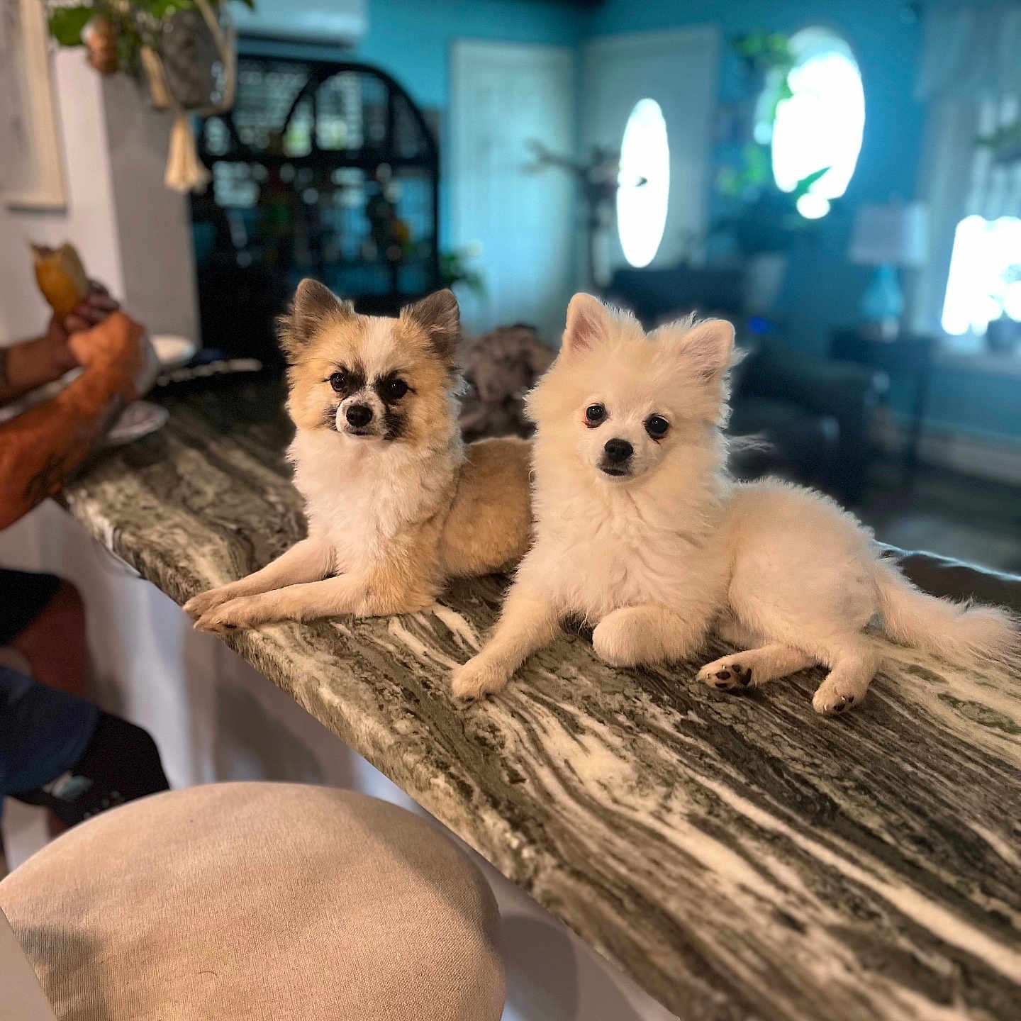 Tito And Toby