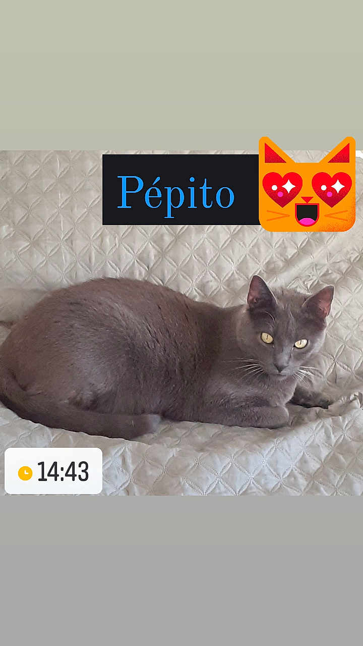 Pépito