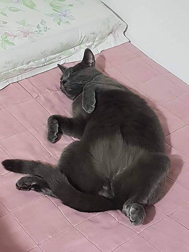 Pépito a rejoint le concours — aidez-le/la à gagner de superbes lots ! black_cat, bombay, carnivore, cat, claw, comfort, domestic_short_haired_cat, felidae, flooring, foot, fur, grey, monochrome_photography, paw, small_to_medium_sized_cats, snout, tail, terrestrial_animal, whiskers