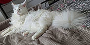 Prince participe au concours pour gagner de l'argent avec cette photo : angora, animal, bed, bedroom, blanket, cat, computer, electronics, furniture, homedecor, indoors, kitten, laptop, linen, pc, pet, quilt, room, siamese, white