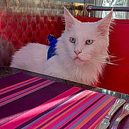 Prince participe au concours pour gagner de l'argent avec cette photo : angora, animal, blade, cat, couch, cutlery, fork, furniture, homedecor, kitten, knife, linen, manx, pet, plywood, siamese, spoon, table, tablecloth, weapon