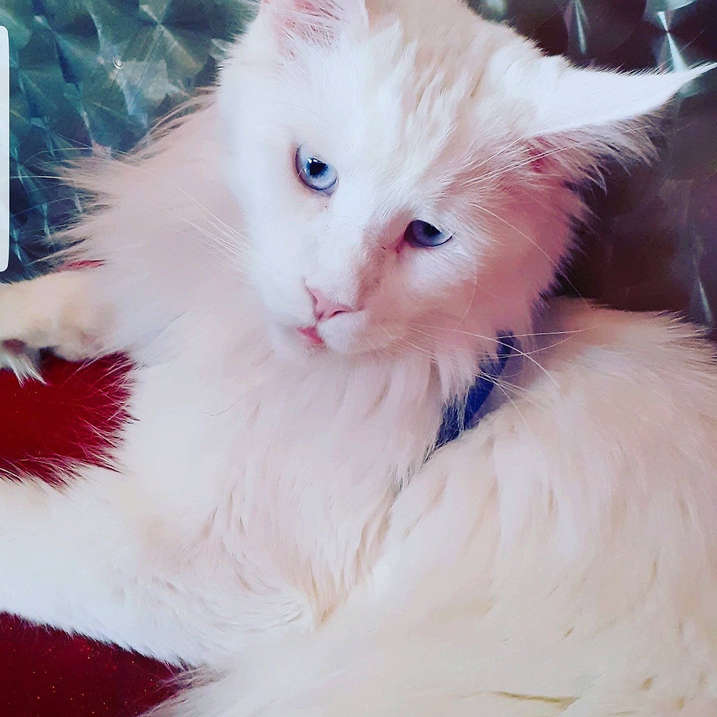 Prince a rejoint le concours — aidez-le/la à gagner de superbes lots ! british_longhair, carnivore, cat, claw, comfort, felidae, fur, natural_material, paw, plant, ragdoll, small_to_medium_sized_cats, tail, whiskers