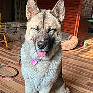 Teddy Bear is registered to the contest to win money with this photo: dog, canine, pet, indoor, wooden_floor, tongue_out, closed_eyes, heart_tag, furry, sitting, sunlight, cozy, cabin, rocking_chair, dog_bed, toys, happy, animal, companion, domestic