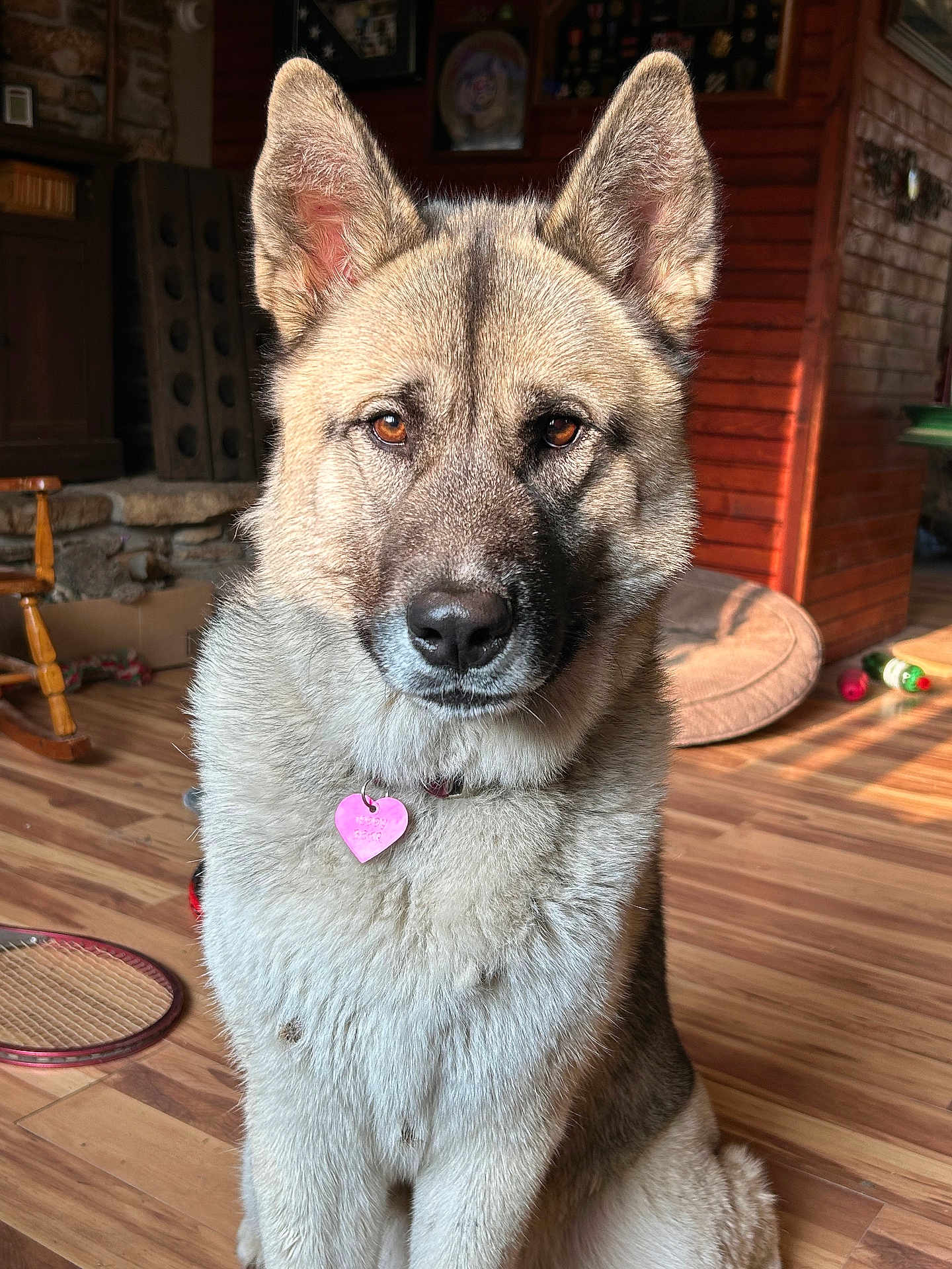 Teddy Bear is registered to the contest to win money with this photo: dog, indoor, pet, canine, fur, pink_tag, wooden_floor, sunlight, brown_eyes, sitting, dog_bed, toy, collar, ears, face, nostrils, animal, home, furniture, rocking_chair