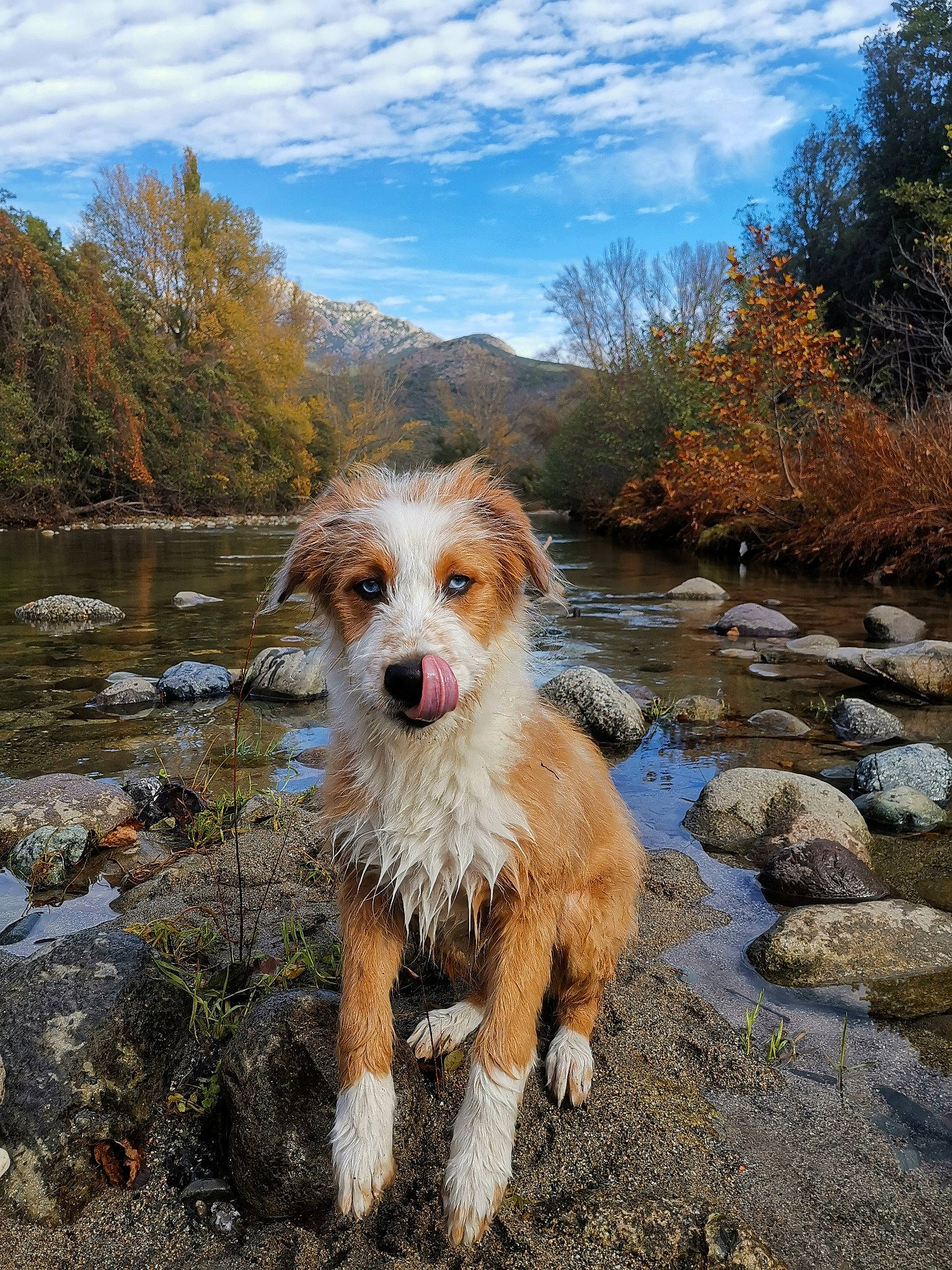 Livaï participe au concours pour gagner de l'argent avec cette photo : bog, canidae, carnivore, cloud, companion_dog, dog, dog_breed, fawn, herding_dog, lake, landscape, natural_landscape, plant, rock, sky, sporting_group, stream, tree, water, working_dog