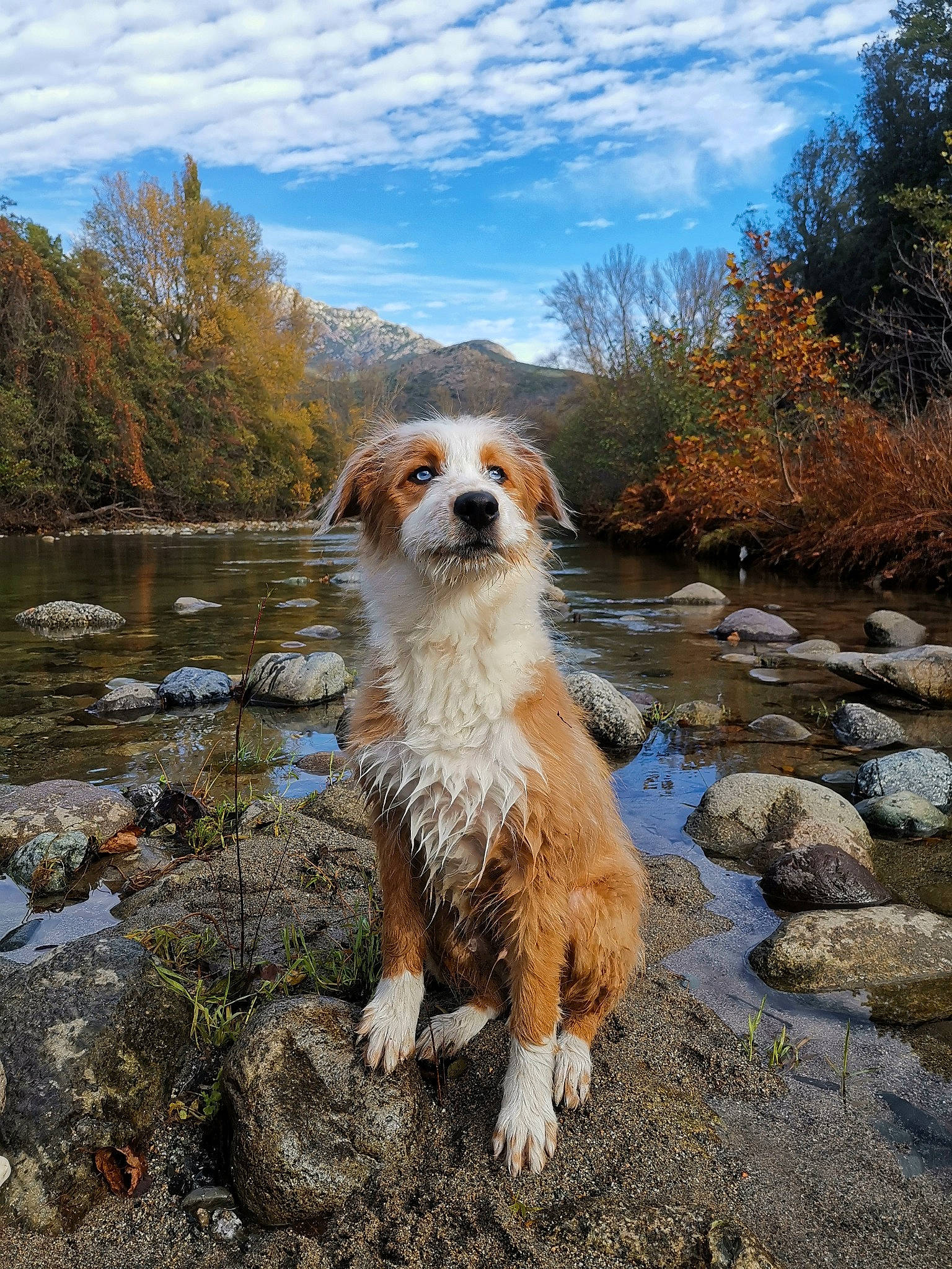 Livaï a rejoint le concours — aidez-le/la à gagner de superbes lots ! canidae, carnivore, cloud, companion_dog, dog, dog_breed, fawn, lake, landscape, natural_landscape, plant, rock, sky, sporting_group, tail, terrestrial_animal, tree, water, wildlife, working_dog