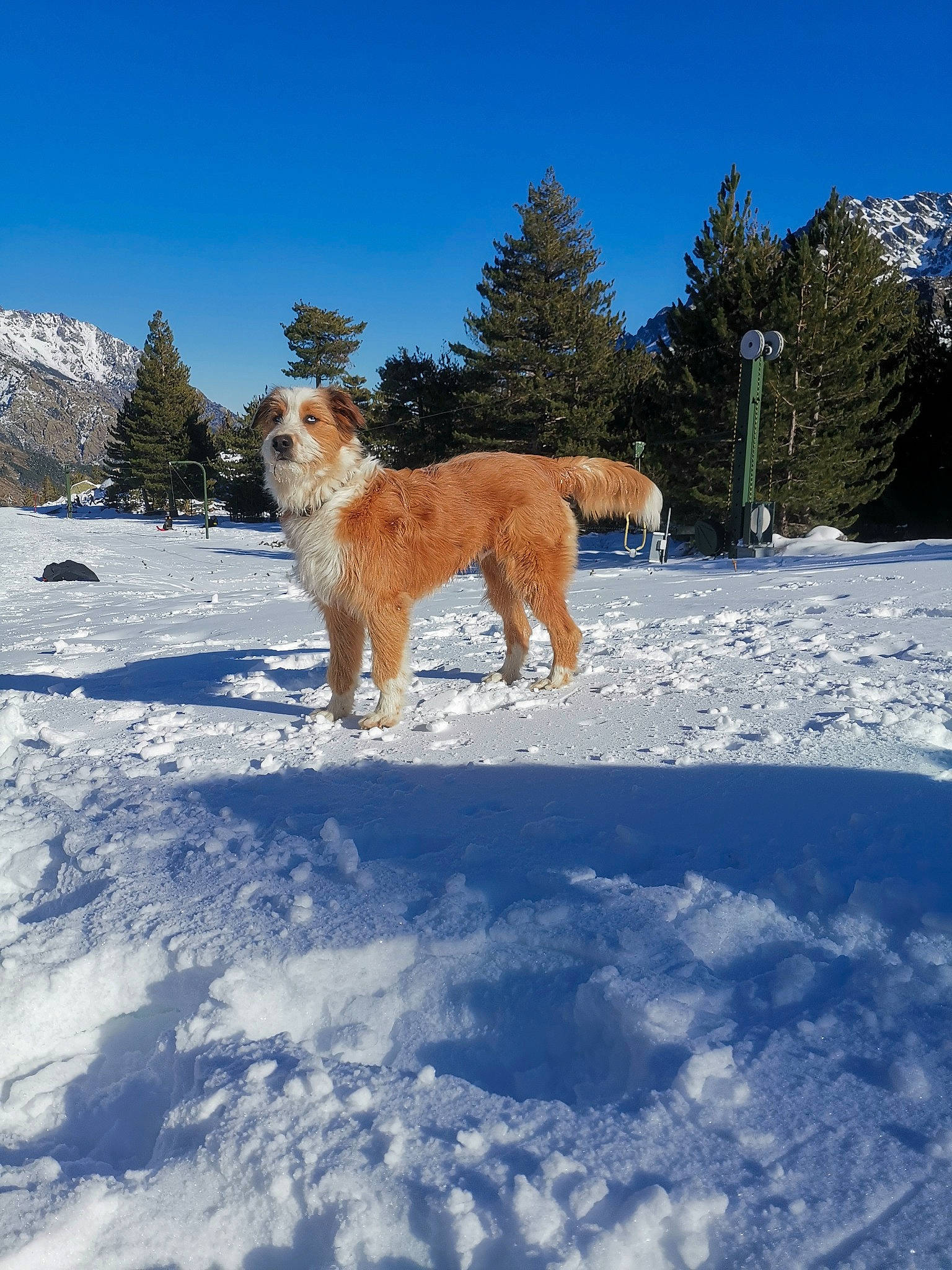 Livaï participe au concours pour gagner de l'argent avec cette photo : canidae, carnivore, companion_dog, dog, dog_breed, fawn, freezing, hunting_dog, ice_cap, landscape, sky, slope, snow, sporting_group, tail, tree, winter, working_dog