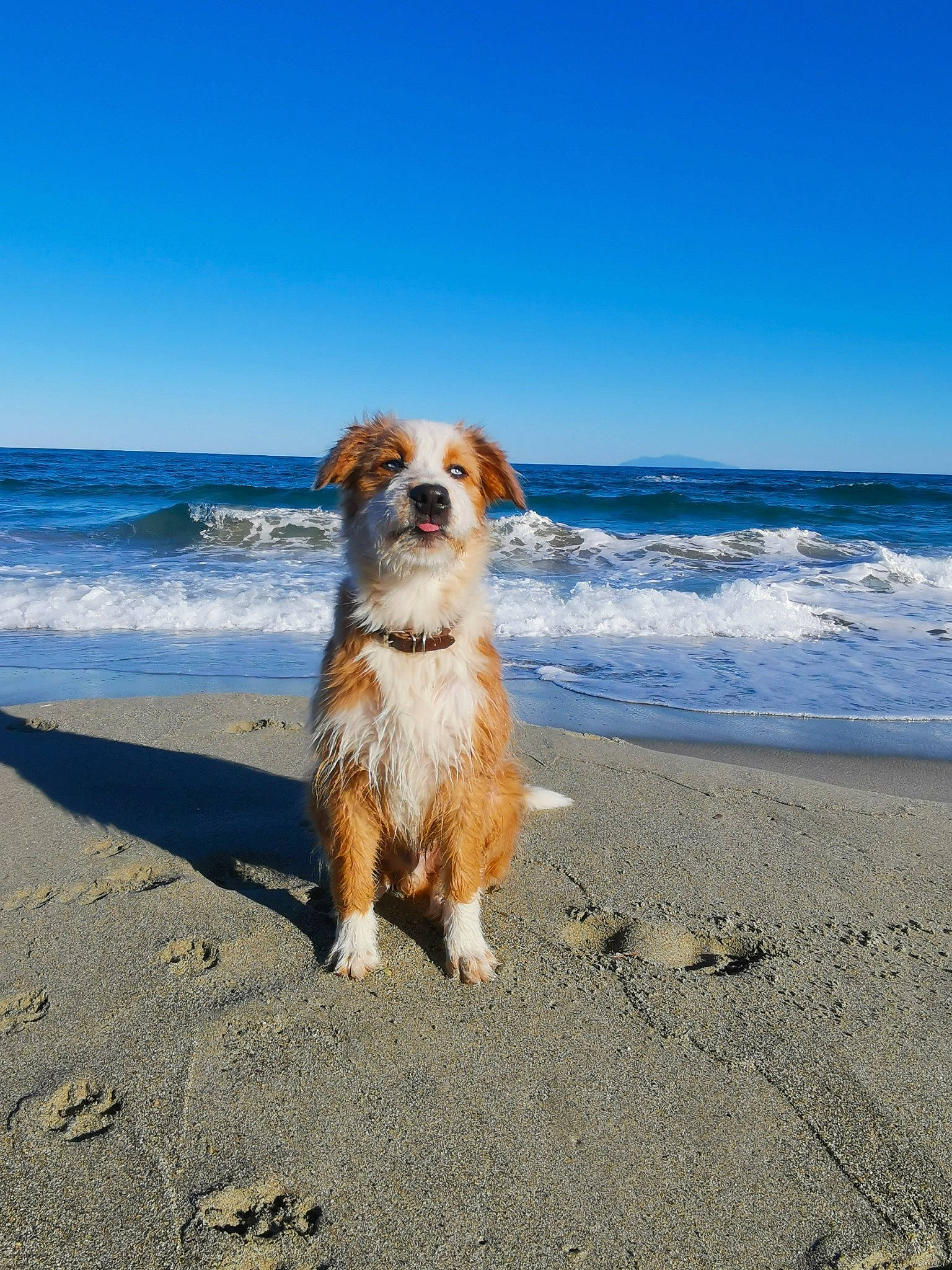 Livaï a rejoint le concours — aidez-le/la à gagner de superbes lots ! beach, canidae, carnivore, cavalier_king_charles_spaniel, companion_dog, dog, dog_breed, fawn, gun_dog, horizon, king_charles_spaniel, landscape, ocean, sand, sky, sporting_group, sunglasses, tail, water, wind_wave