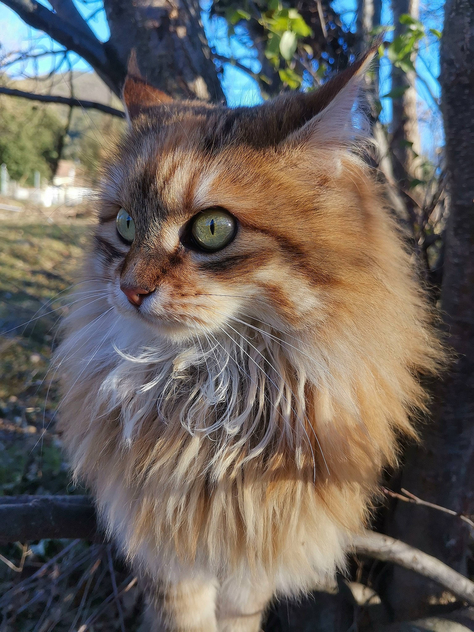 Anthémis a rejoint le concours — aidez-le/la à gagner de superbes lots ! carnivore, cat, domestic_short_haired_cat, fawn, felidae, fur, grass, plant, small_to_medium_sized_cats, snout, tail, terrestrial_animal, tree, trunk, twig, whiskers, wildlife, window, wood