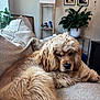 Pluto joined the competition — help win amazing prizes! dog, cocker_spaniel, fluffy, beige_couch, living_room, plant, lamp, framed_photos, cat_photos, relaxed, indoor, pet, fur, cozy, home_decor, portrait, closeup, resting, animal, furniture