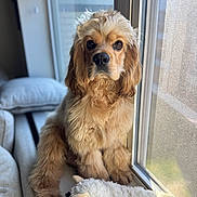 Pluto is registered to the contest to win money with this photo: dog, golden, fluffy, window, plush_toy, sheep_toy, pet, indoor, natural_light, curly_fur, sitting, animal, companion, soft, cute, couch, home, portrait, looking, furniture