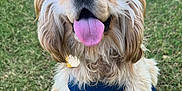 Pluto joined the competition — help win amazing prizes! dog, canine, pet, grass, outdoor, happy, tongue_out, fur, harness, leash, sitting, mammal, animal, cute, friendly, playful, ears, nose, brown, white