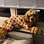 Pluto is registered to the contest to win money with this photo: dog, pajamas, window, windowsill, couch, blanket, indoor, cozy, autumn, pumpkin, turkey, fur, pet, animal, cute, relaxed, curious, paw, fabric, home