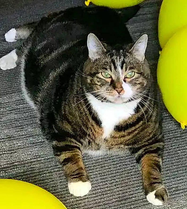 Boody is registered to the contest to win money with this photo: american_shorthair, american_wirehair, asian, california_spangled, carnivore, cat, domestic_short_haired_cat, dragon_li, european_shorthair, felidae, kitten, paw, polydactyl_cat, small_to_medium_sized_cats, tabby_cat, whiskers, yellow