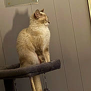 Shiro joined the competition — help win amazing prizes! cat, cat_tree, indoor, shadow, feline, pet, fur, relaxed, quiet, gray_wall, rope, toy, hanging_toys, calm, closed_eyes, profile_view, domestic_animal, soft_lighting, home, resting