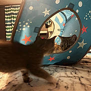 Daisy is registered to the contest to win money with this photo: animal, bed, blanket, blue, cat, cats, curious, eyes, feline, foreground, fur, home, indoor, kitten, pet, play_tunnel, playful, portrait, starfish, whiskers