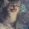 Daisy is registered to the contest to win money with this photo: animal, barrier, blurry, cat, close_up, curious, eyes, feline, funny, fur, gray, indoor, mesh, nose, orange_cat, peeking, pet, portrait, screen, whiskers