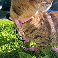 Addie M.