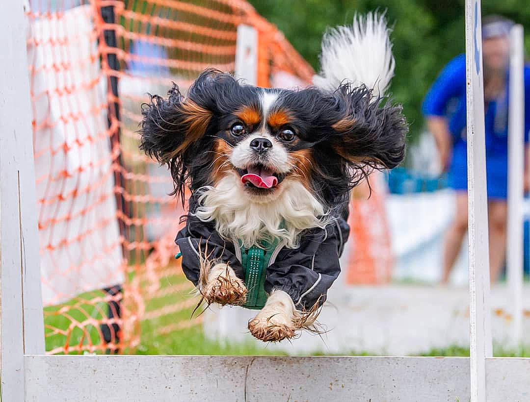 Blue is registered to the contest to win money with this photo: canidae, carnivore, companion_dog, dog, dog_agility, dog_breed, dog_clothes, dog_crate, dog_supply, event, fawn, fence, fur, mesh, pet_supply, snout, sporting_group, street_fashion, toy_dog, whiskers