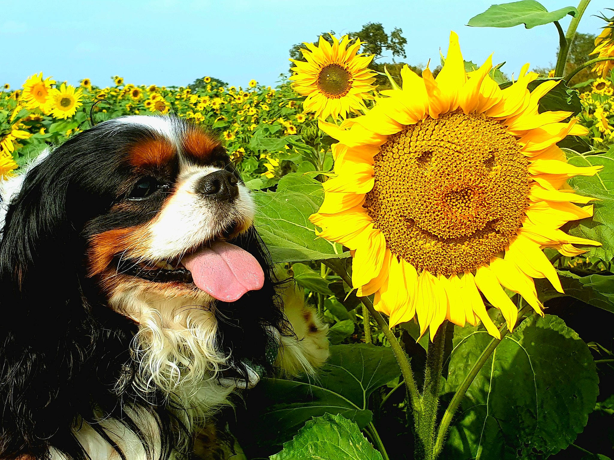Blue is registered to the contest to win money with this photo: annual_plant, carnivore, cavalier_king_charles_spaniel, companion_dog, dog, dog_breed, field, flower, flowering_plant, grass, green, king_charles_spaniel, natural_environment, petal, plant, plantation, pollen, sky, sunflower, yellow