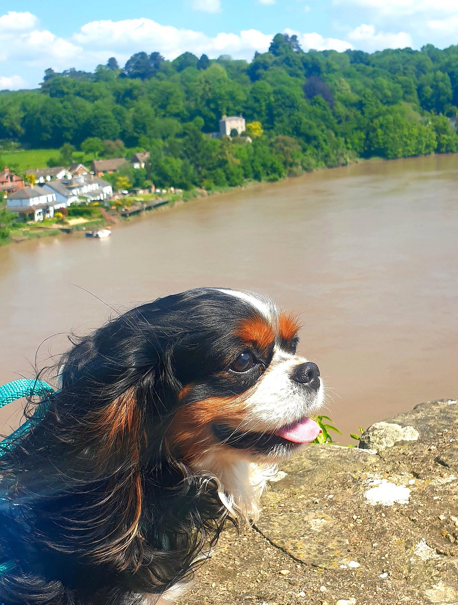 Blue is registered to the contest to win money with this photo: body_of_water, carnivore, cavalier_king_charles_spaniel, cloud, companion_dog, dog, dog_breed, eyewear, fawn, grass, green, happy, king_charles_spaniel, lake, nature, sky, snout, summer, tree, water