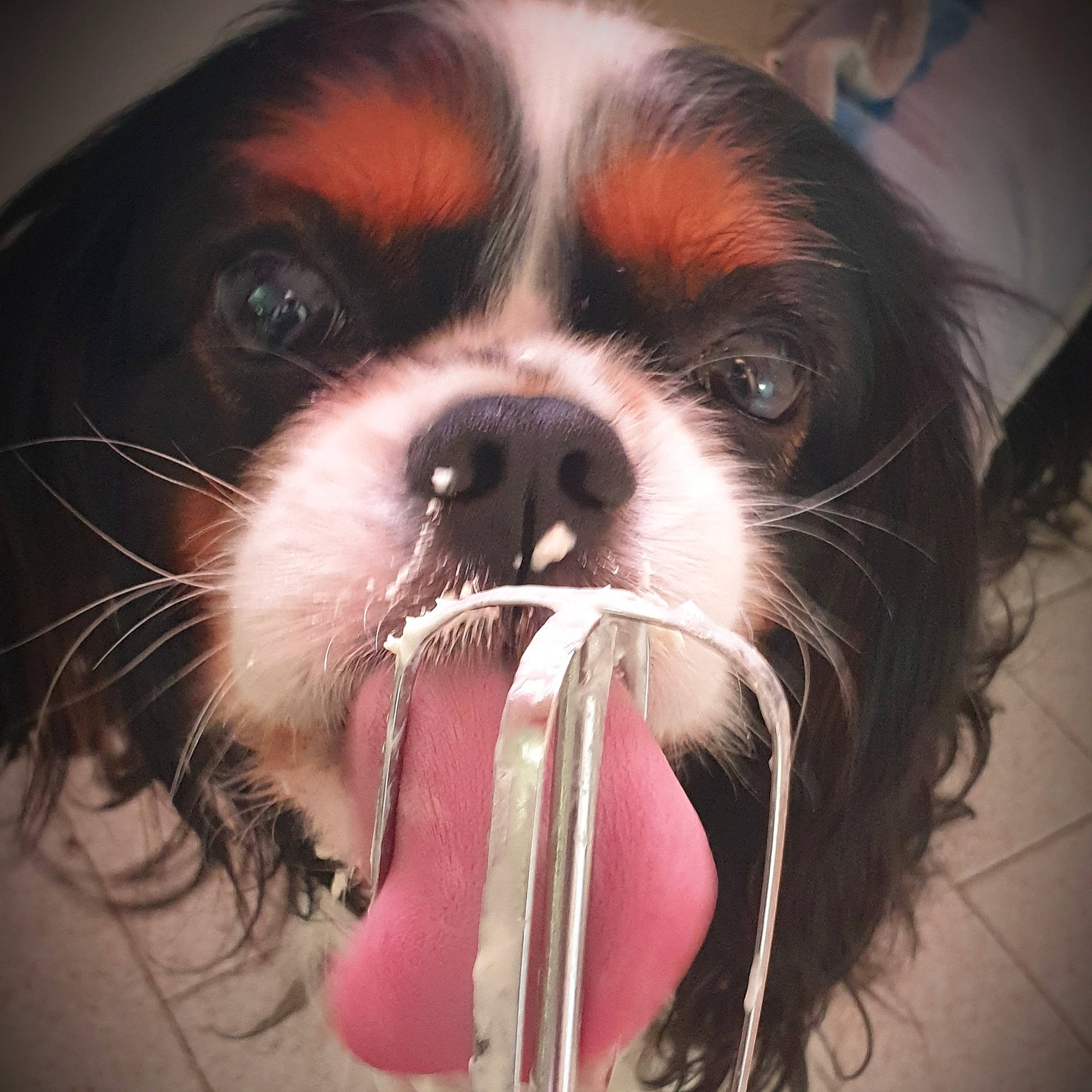 Blue is registered to the contest to win money with this photo: carnivore, companion_dog, dog, dog_breed, ear, eye, fawn, gesture, hair, hairstyle, head, human_body, iris, jaw, liver, mouth, nose, smile, whiskers, working_animal