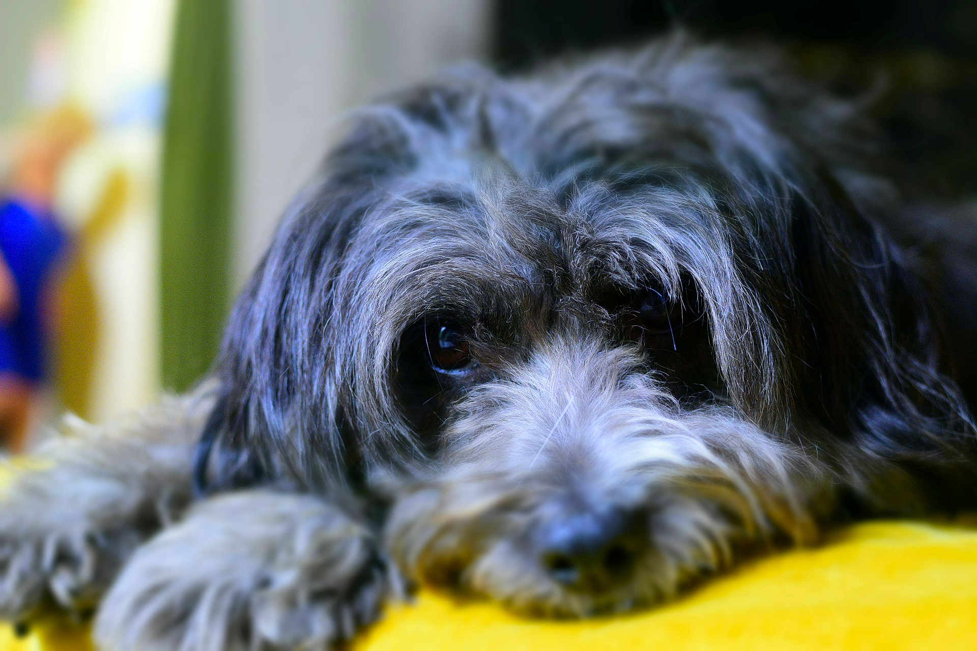 Bilbo a rejoint le concours — aidez-le/la à gagner de superbes lots ! dog, close_up, gray_fur, fluffy, lying_down, yellow_surface, indoor, soft_focus, blurred_background, pet, animal, mammal, fur, face, resting, cute, companion, domestic, portrait, expression