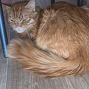 Lucifer Et Caramel participe au concours pour gagner de l'argent avec cette photo : animal, box, cat, curled_up, cute, ears, feline, floor, fur, ginger_cat, home, indoor, laundry_basket, pet, resting, sleepy, table_legs, tail, whiskers, wooden_floor