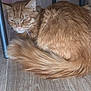 animal, box, cat, curled_up, cute, ears, feline, floor, fur, ginger_cat, home, indoor, laundry_basket, pet, resting, sleepy, table_legs, tail, whiskers, wooden_floor