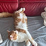 Lucifer Et Caramel a rejoint le concours — aidez-le/la à gagner de superbes lots ! animal, blanket, cat, couch, cozy, feline, fur, home, indoor, leather, lounging, orange_cat, paw, pet, red_couch, relaxed, resting, tail, whiskers, white_cat