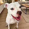 blue_eye, brown_eye, canine, coffee_table, companion, couch, cute, dog, domestic_animal, furniture, happy, heterochromia, indoor, living_room, pet, sitting, smiling, tongue_out, white_dog, wooden_floor