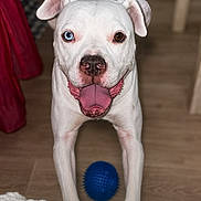 Kiara a rejoint le concours — aidez-le/la à gagner de superbes lots ! animal, blue_ball, blue_eye, brown_eye, canine, dog, ears, fur, happy, heterochromia, home, house, indoor, pet, playful, snout, tongue_out, toy, white_dog, wooden_floor